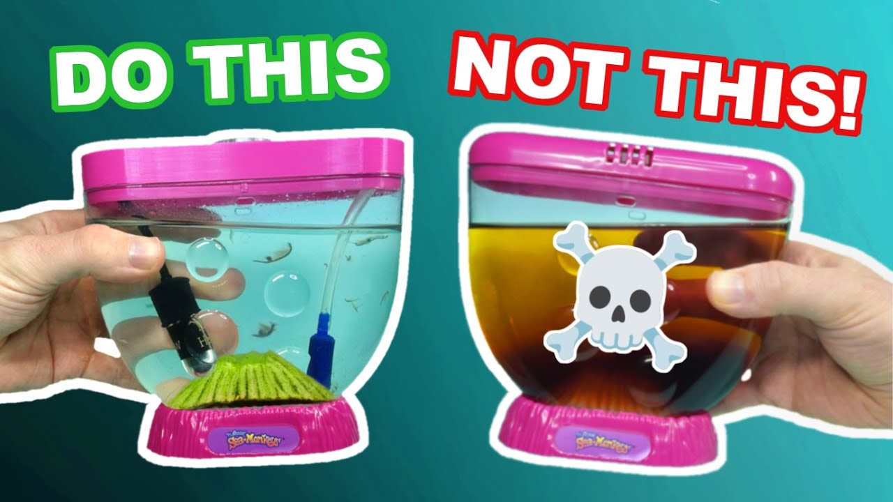Sea Monkey Watch: Ultimate Guide for Beginners (Tips and Tricks)