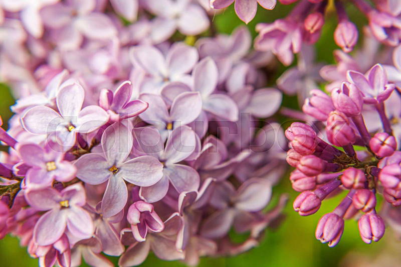 Violet Blossom Images and Pictures (Beautiful Photos for Inspiration)