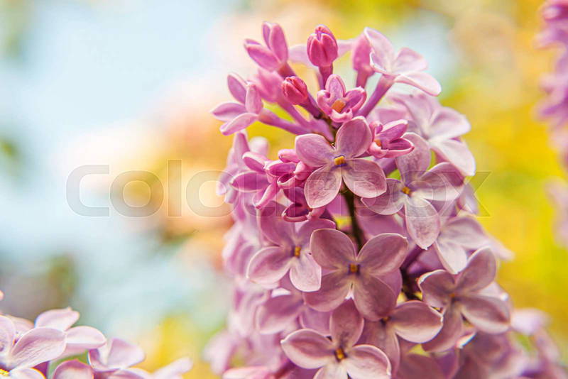 Violet Blossom Images and Pictures (Beautiful Photos for Inspiration)