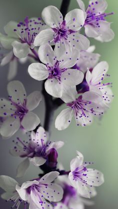 Violet Blossom Images and Pictures (Beautiful Photos for Inspiration)
