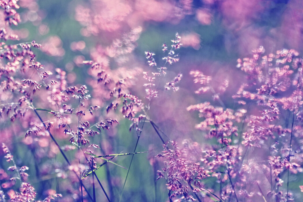 Violet Blossom Images and Pictures (Beautiful Photos for Inspiration)